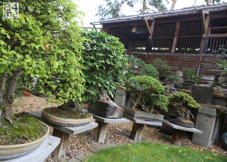 Bonsai garden